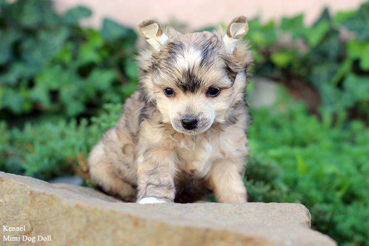 Mimi Dog Doll Chitama