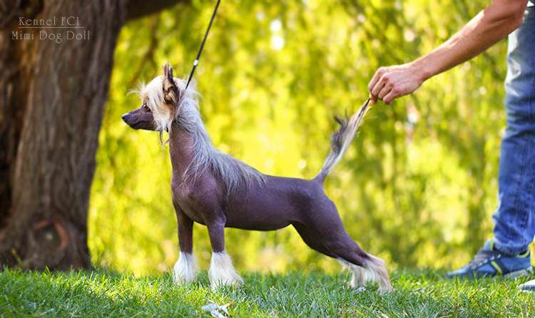 Mimi Dog Doll Folistine