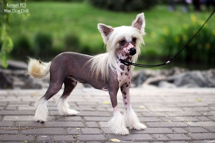 Mimi Dog Doll Fantine