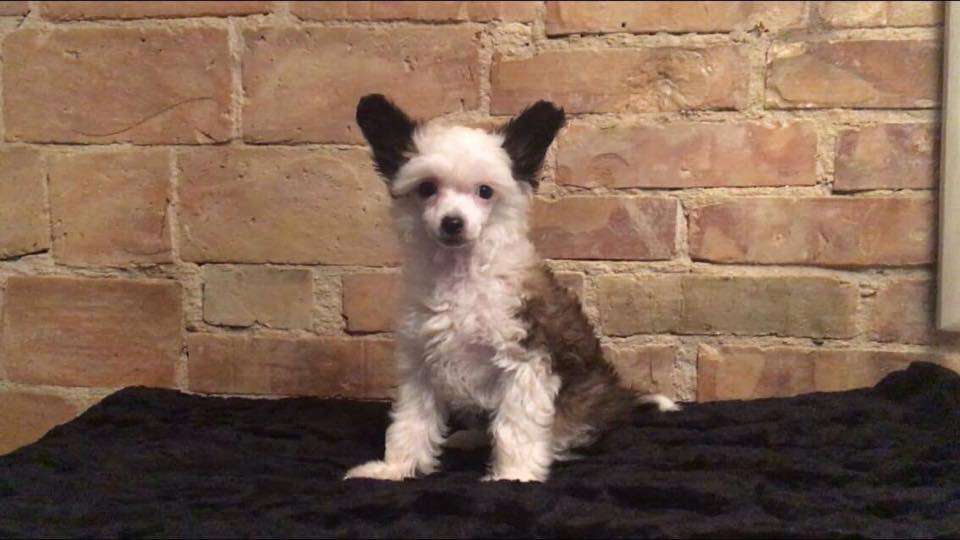 Chien Feerique's Spirit of Life