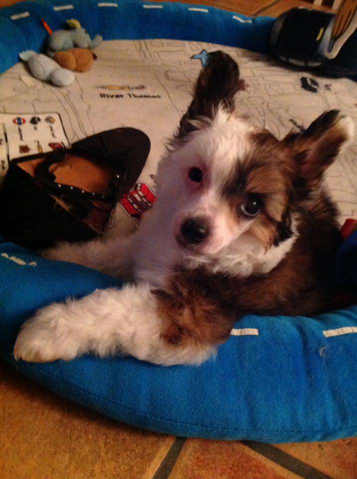 Chien Feerique's Essence of Life