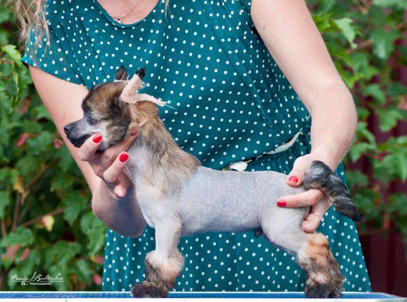 Versailles Style And Fashion Boy