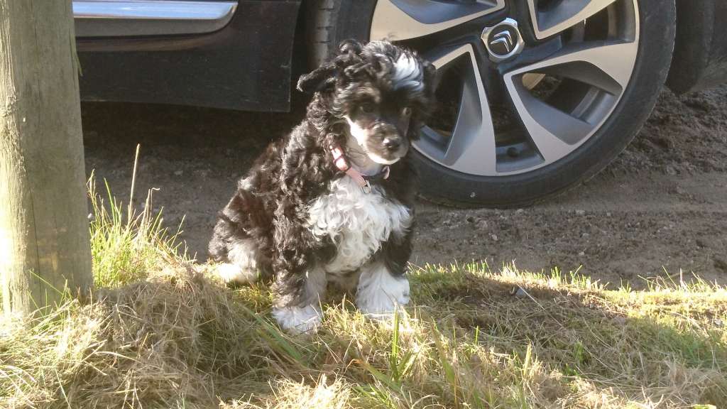 Farz Aneh Princess Liselle