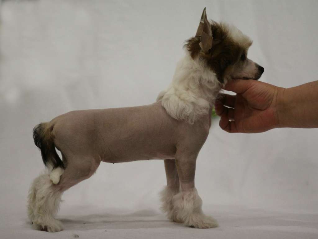 Denville Ozi Ozornitsa