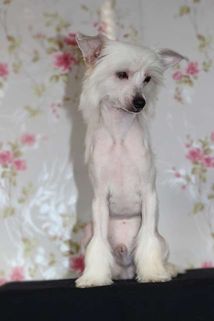 Mimi Dog Doll...