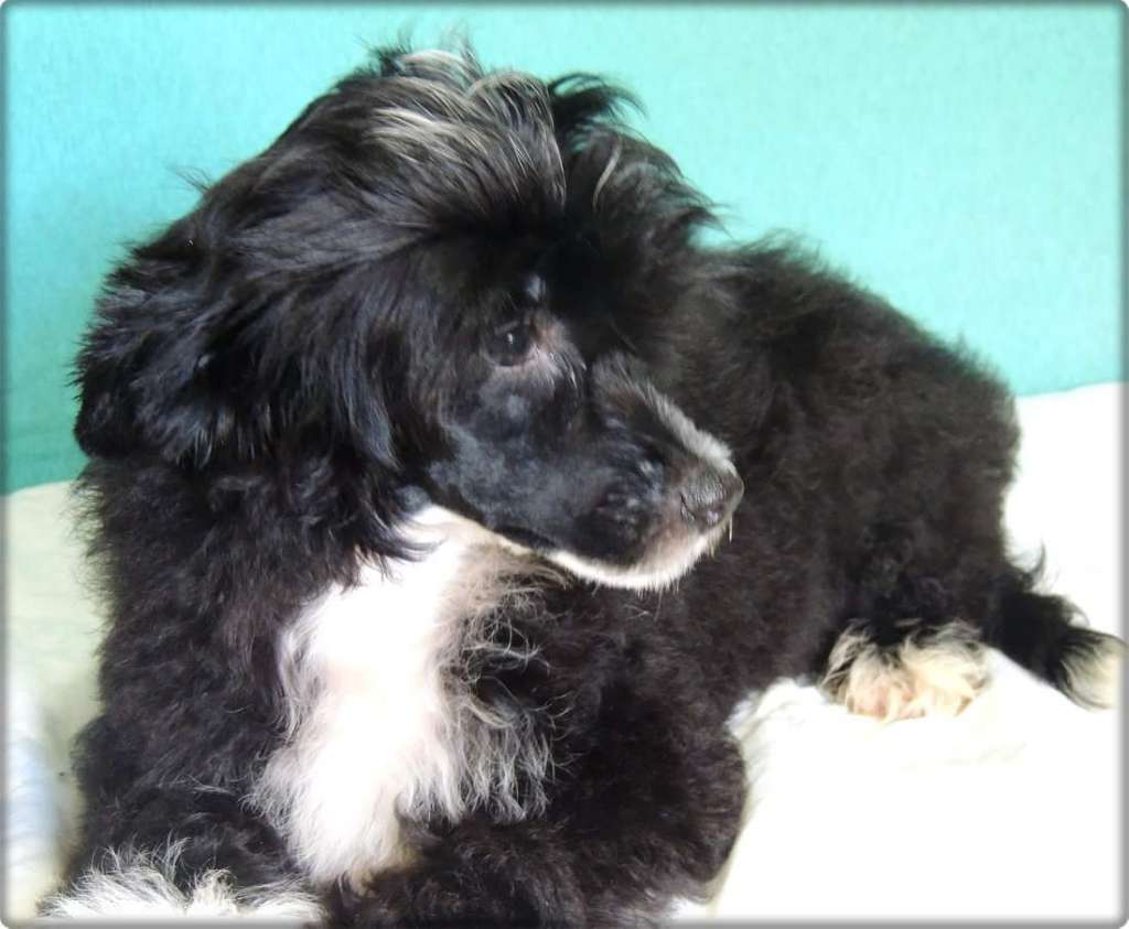 Malek Pp Of Avalon Land