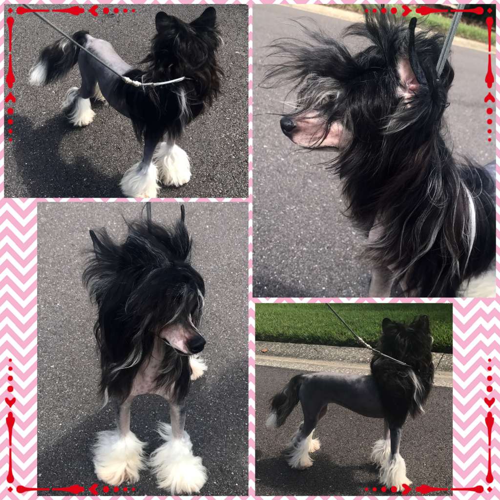 Edelweiss Eeny Meeny Miny Moe