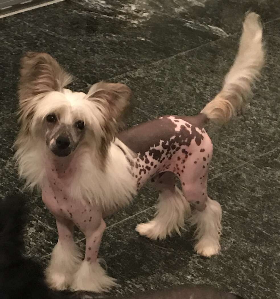 Edelweiss The Full Monty At Halcyon