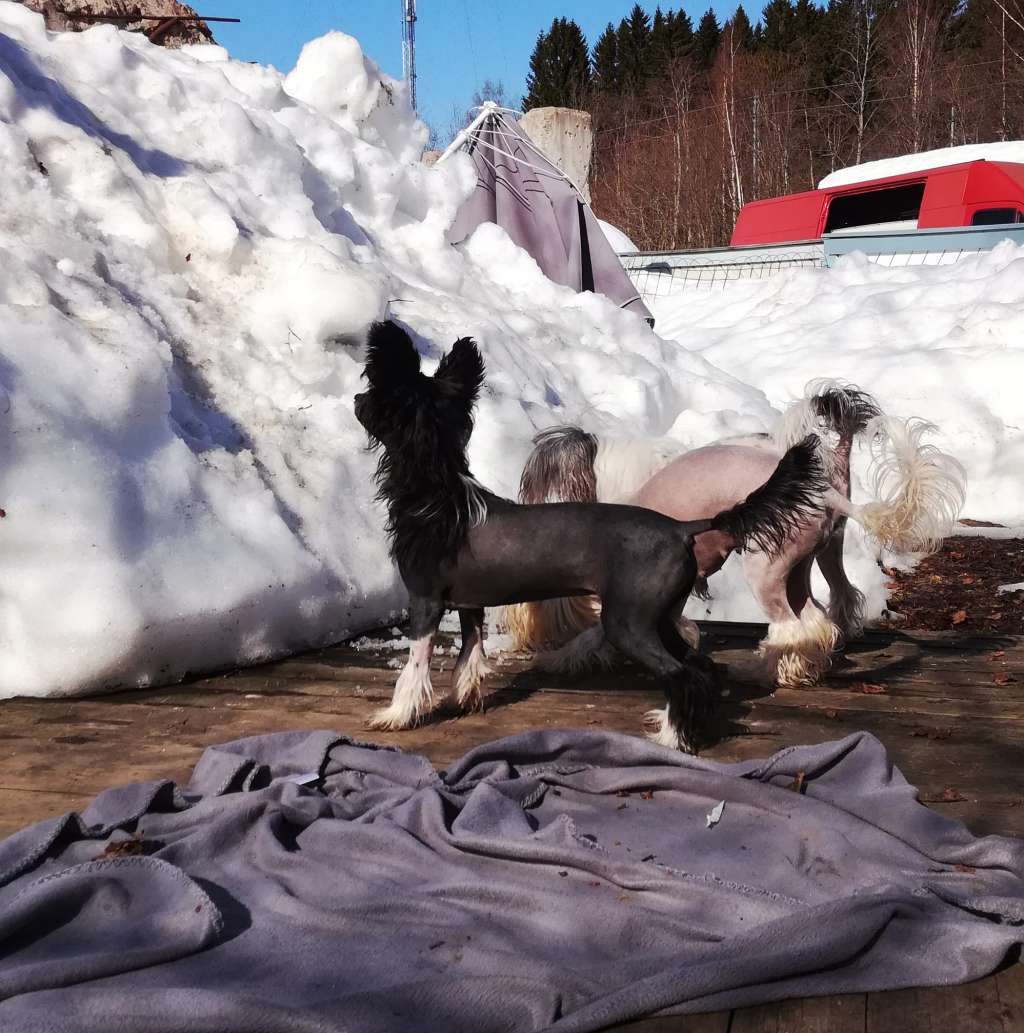 Naked Stars Never Too Much Glitter