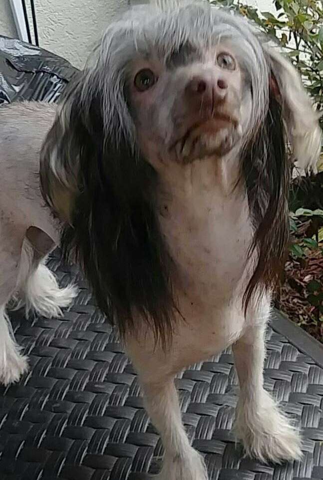 Raven's Ultimate Dream Stone For Gunny