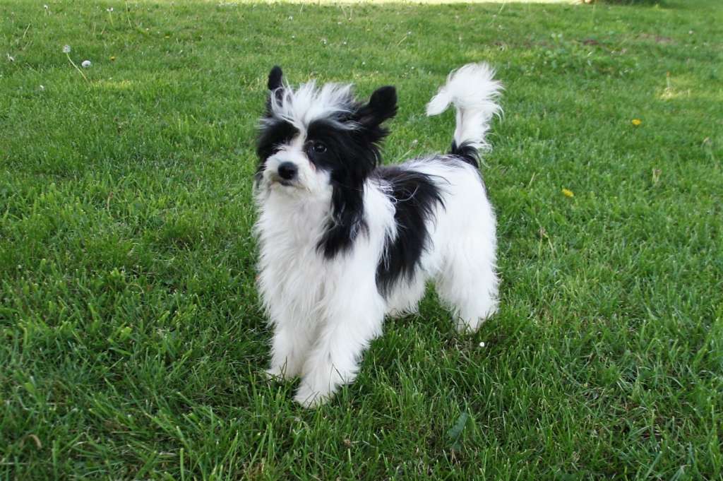 Be My Dog's Sugar Coated Love