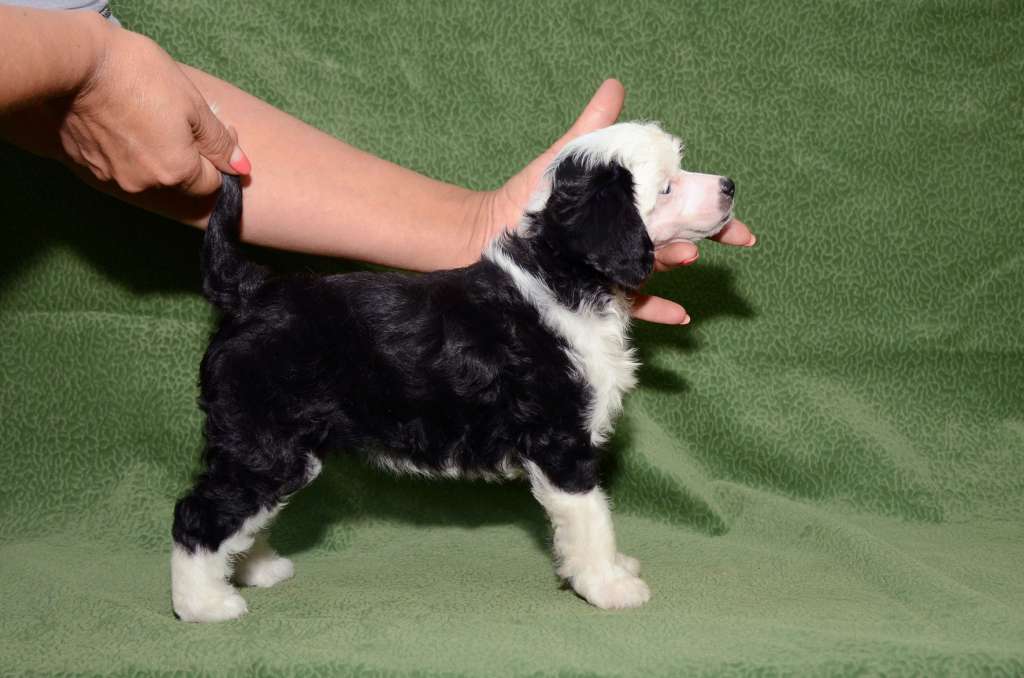 Mashama Mazi Rus Ulamali