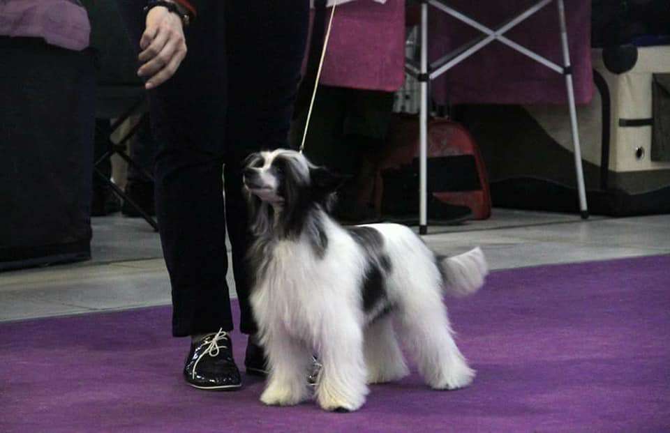 Mashama Mazi Rus Ukamilifu