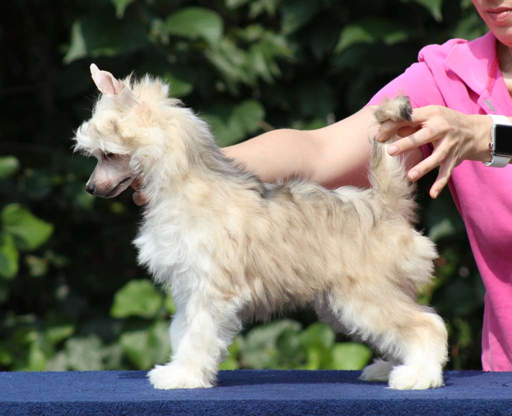 Cloepatra The Queen (Cantarell)