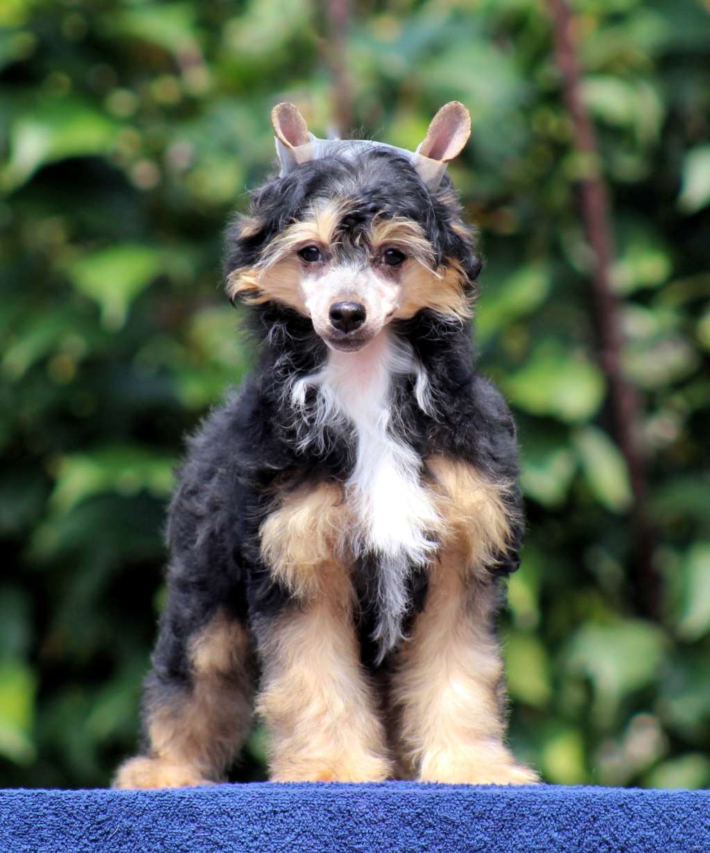 Cora I'm For You (Cantarell)