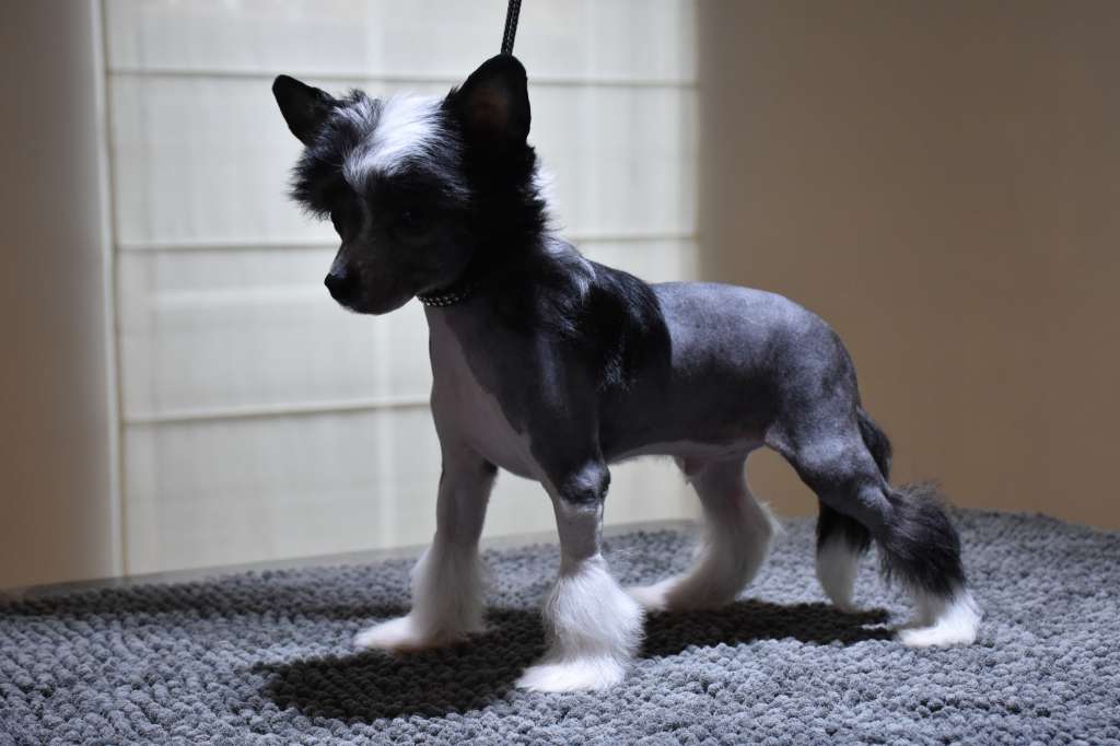 Quickly james of the loving dols