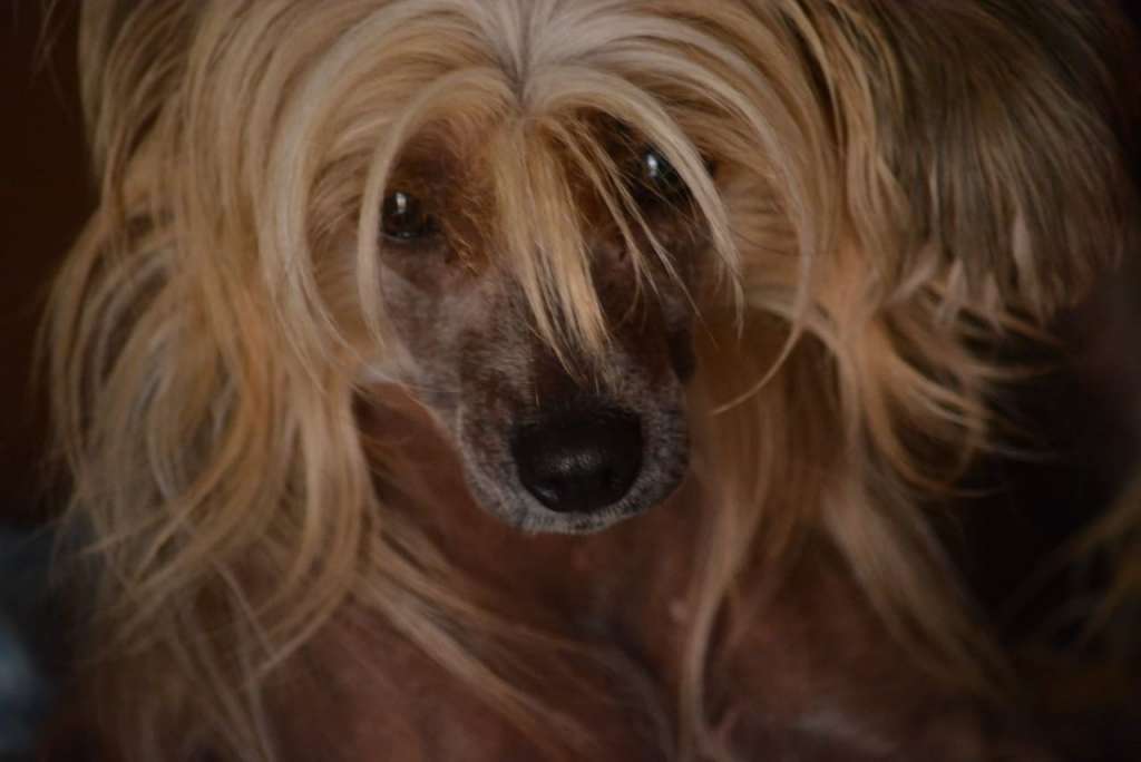 Paquita of the loving dols