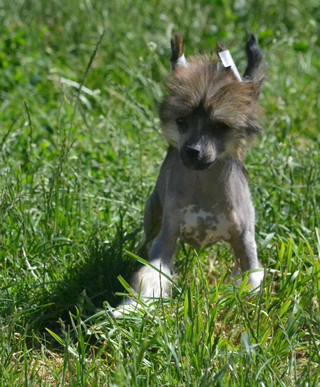 N'j De L'orée Des Rêves