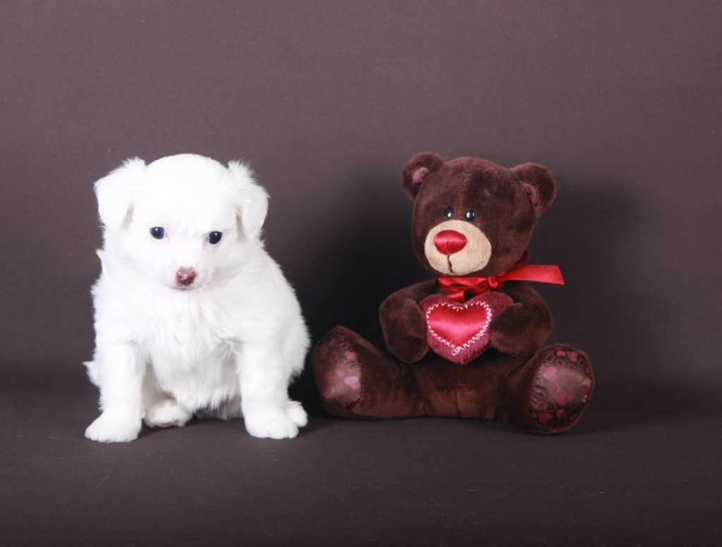 Luksorius VI Vi dela Rossa