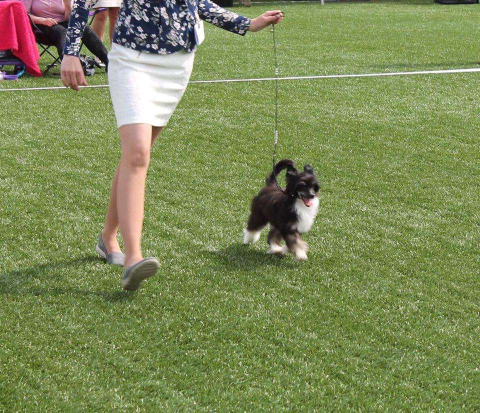 Sunstreaker Trip The Light