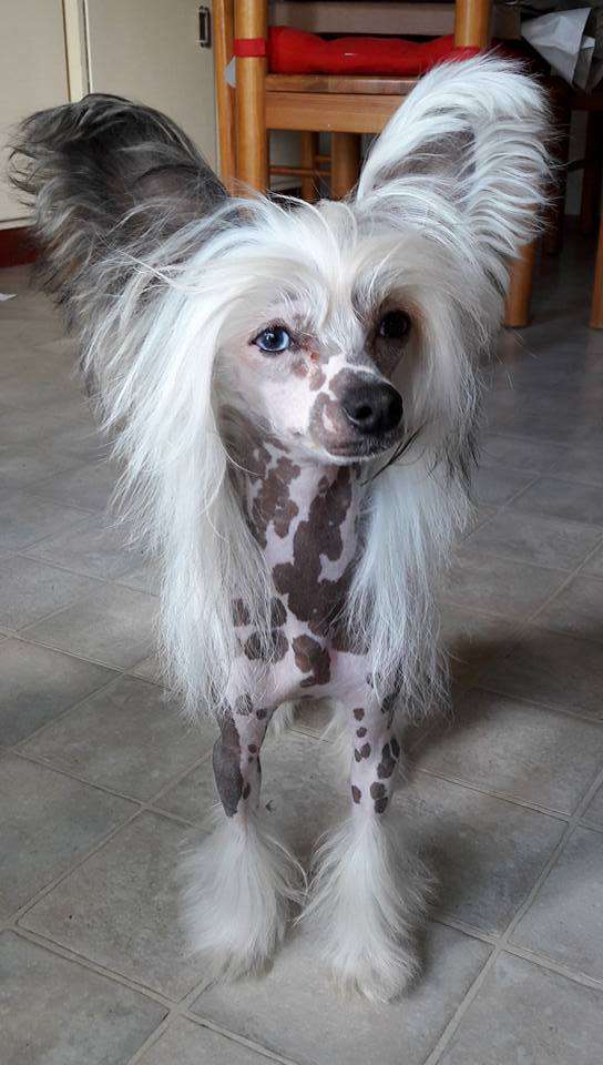 Troublemaker's Fury in the Slaughterhouse