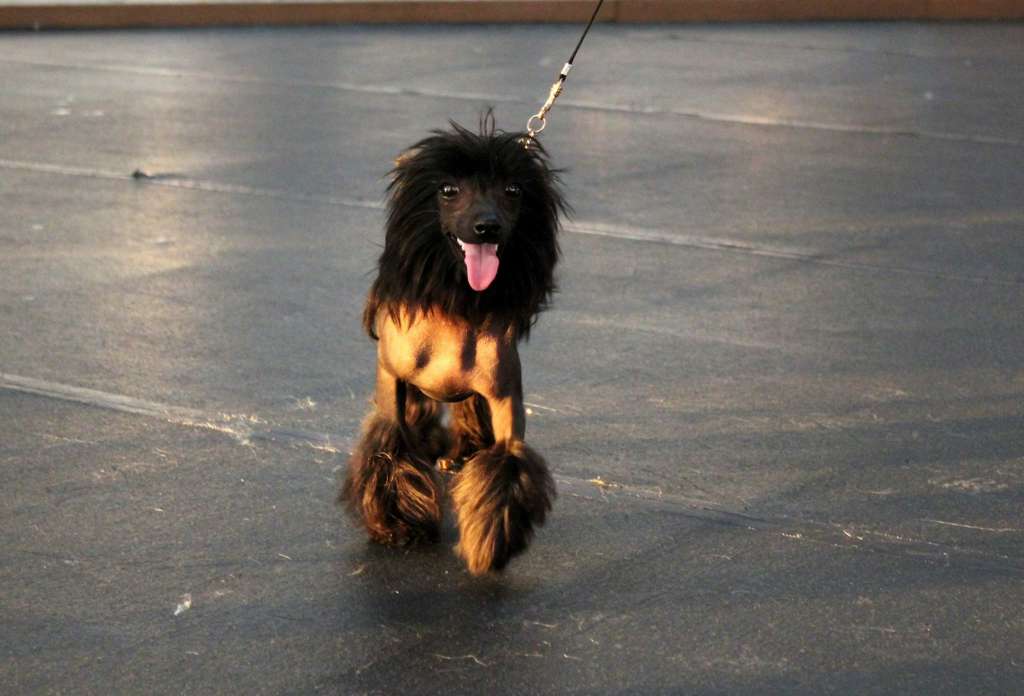 Ins Lucky Star Garmoniya