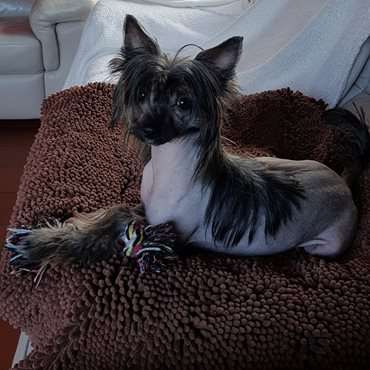 Q Nina of the loving dols