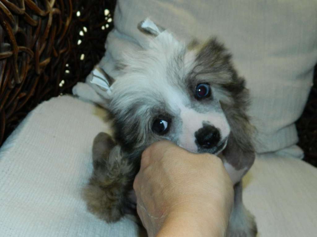 Jana dea custode di casa megi