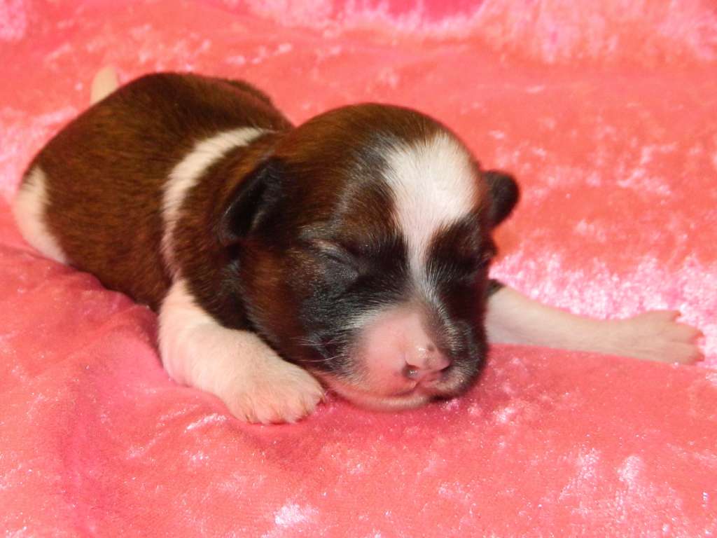 Minerva dea della guerra di casa megi