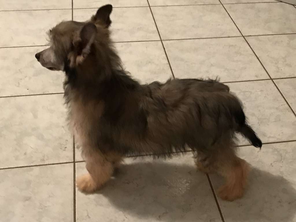 Opi dio dell'abbondanza di casa megi