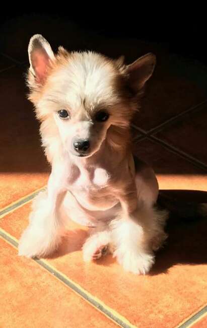 Magnus Staff Victory