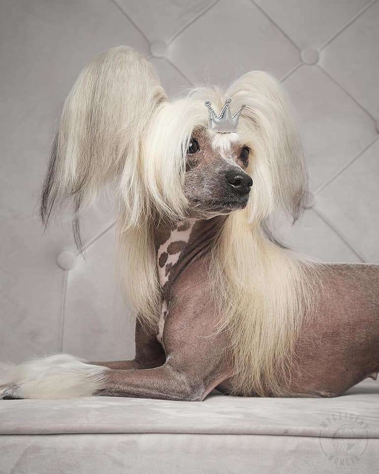 Bellissima Bianka White Fusion