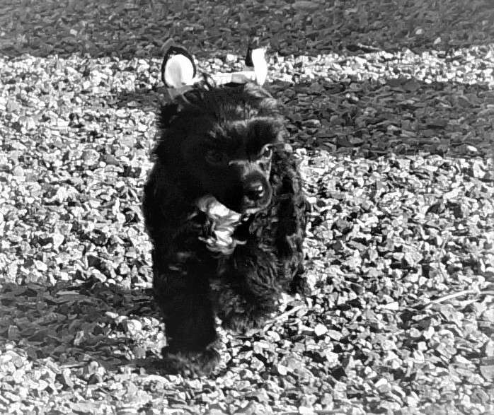 Talltales Hello Dolly