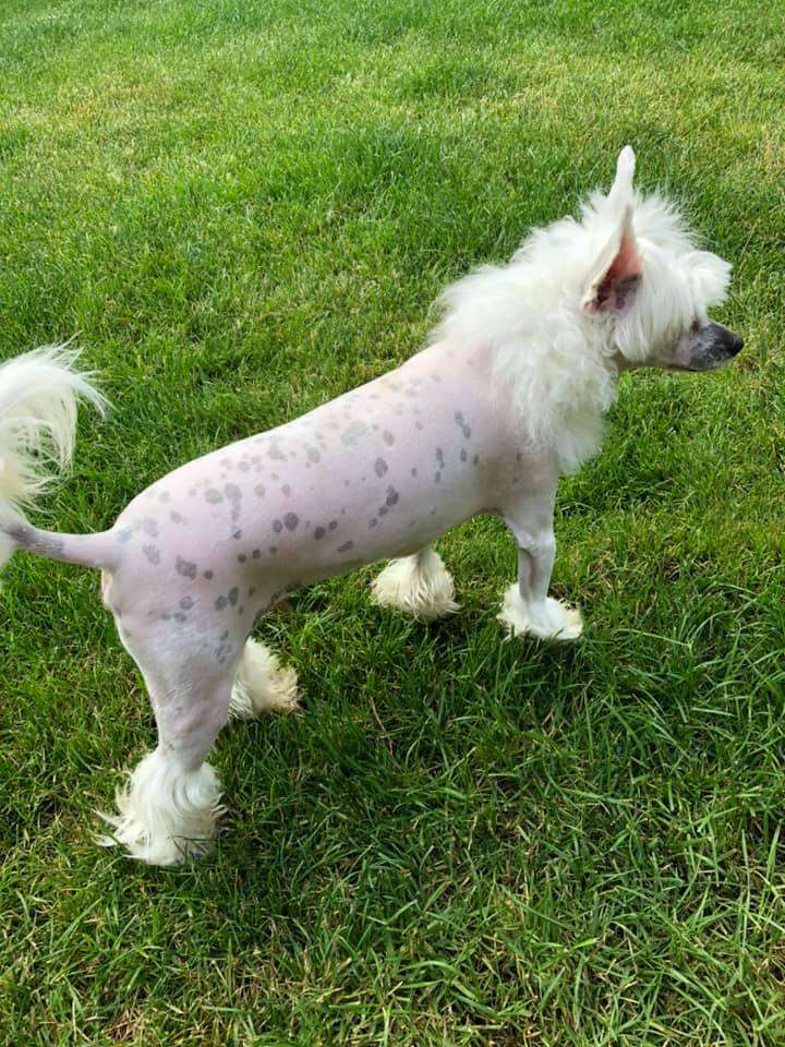 Fundoklia-völgyi Kaszanics Prince