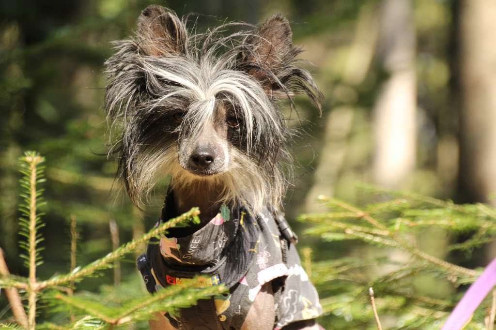 Ella Li Pretty Sweet