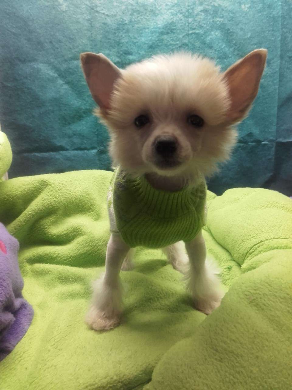 Pufflepaws Narnian Queen