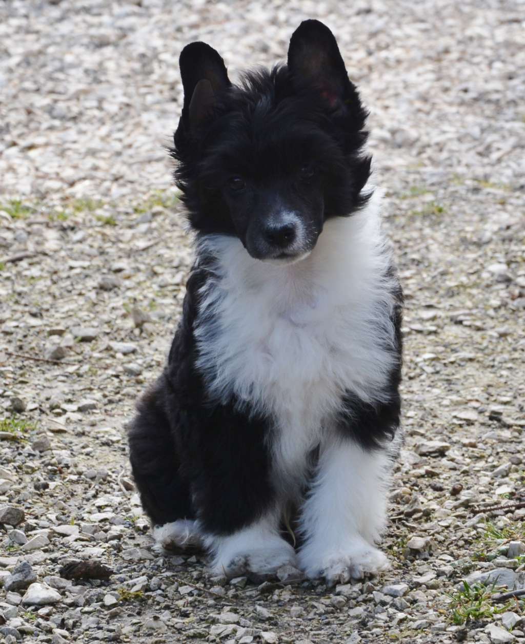 Cute Goblins Ping - Pong