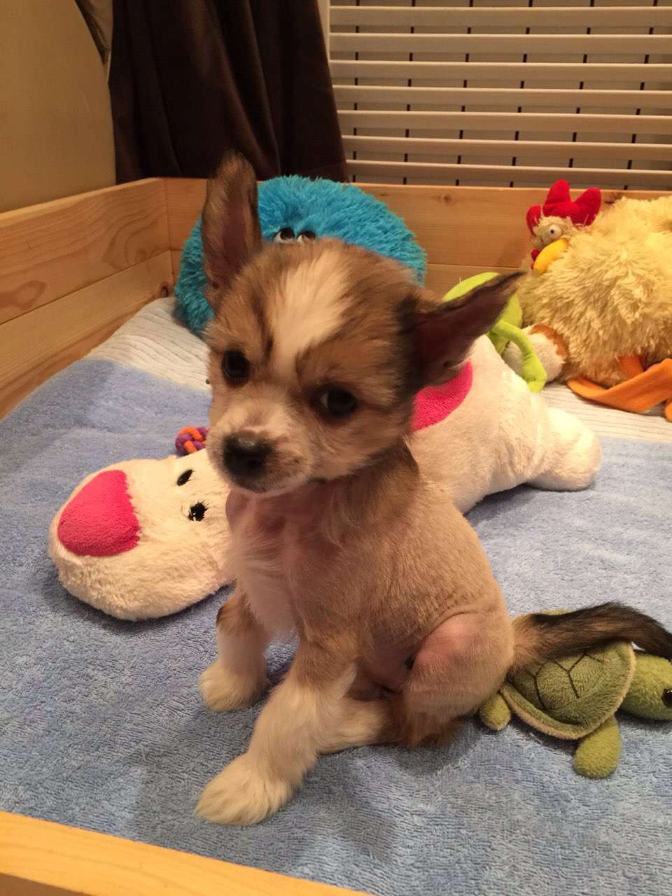 Sapfir iz Tsarskogo Sela Yukka Ferst Kiss