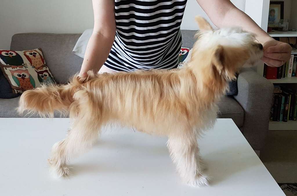 Stormblåstens Captain Wonder