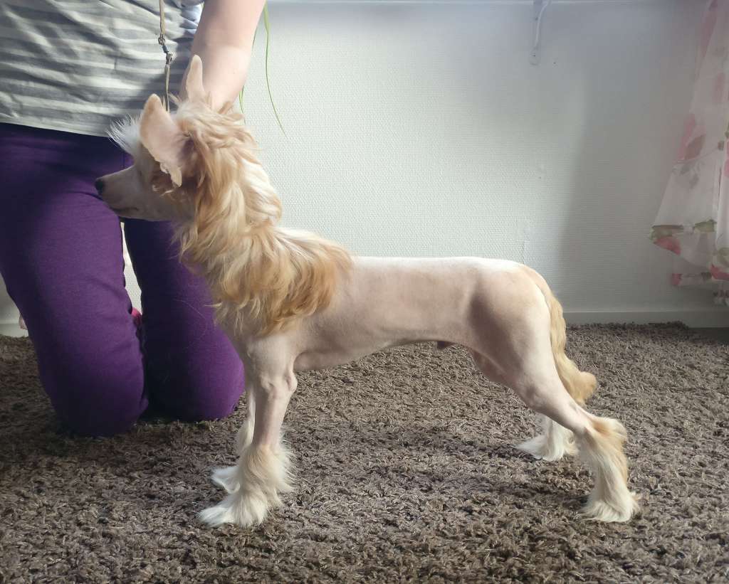 Stormblåstens Captain Cookie