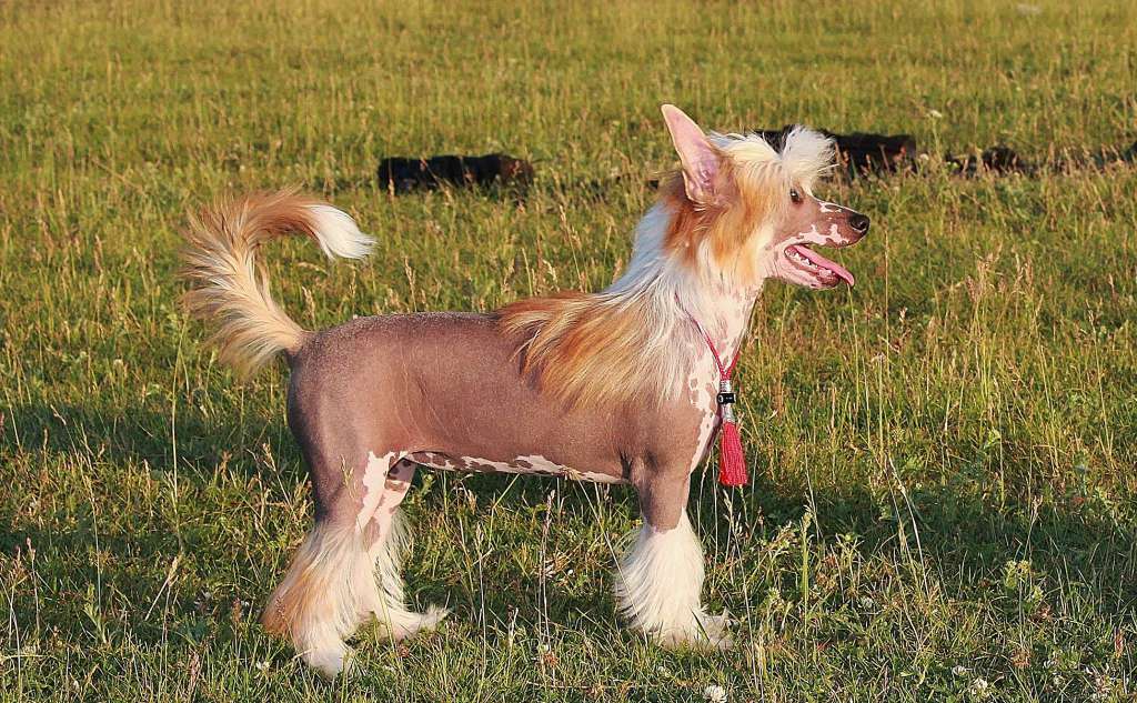 Kidsolarus Yasmina Allegro Rossi