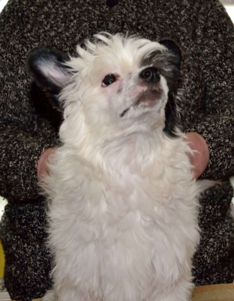 Dartanan Modrá Laguna Moravia