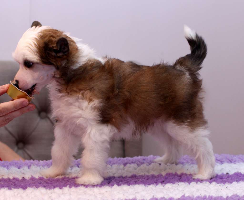 Artic Flyer's Sexy and I know it