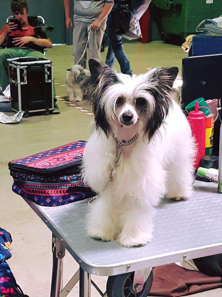 Gizeh's my little Pony Miss Amy