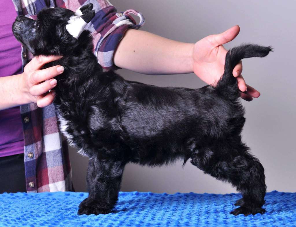 Dostojewski Fiodor Modern Family