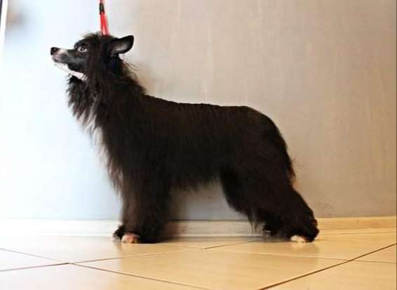 Dickens Charles Modern Family