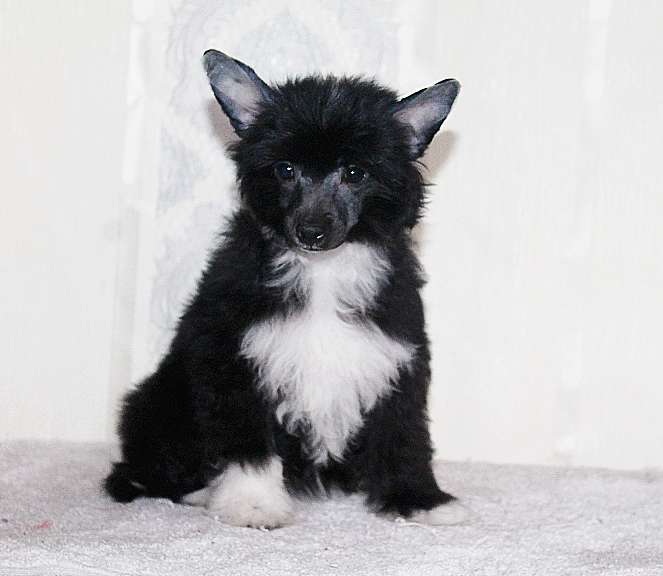 Demetra Molosos Gratzi