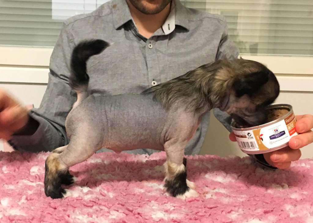 Arte Figure No Strings Attached