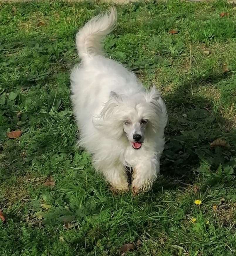 Nata Vanillia des Zéphyrs de l'Olympe