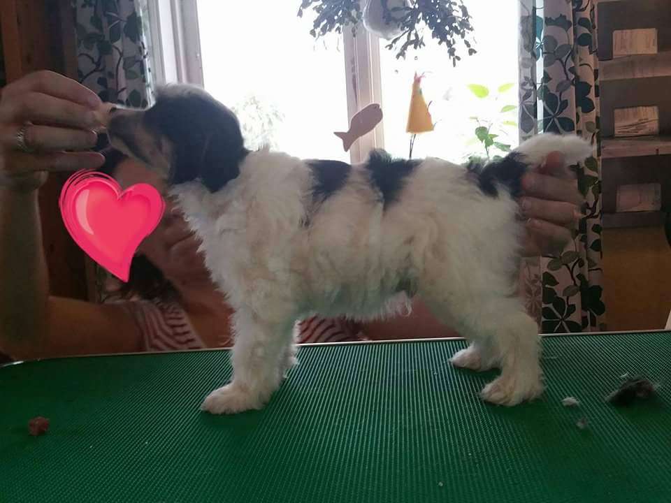 Team Moalands Lord Of Summer